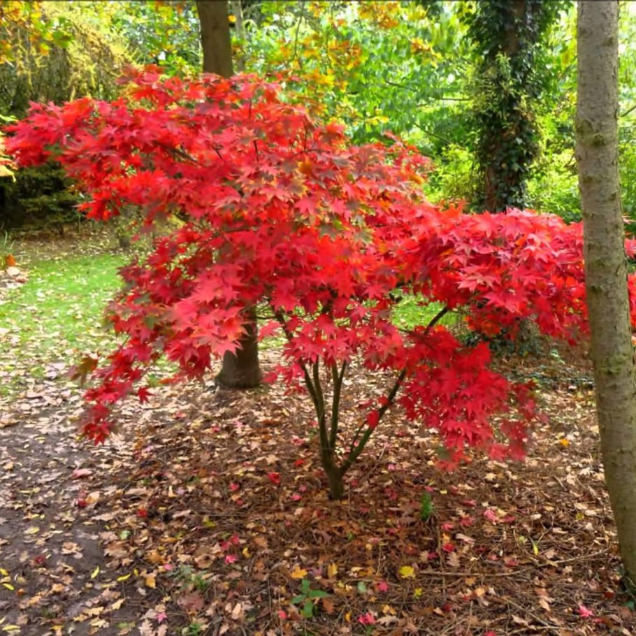 Acer palmatum Osakazuki