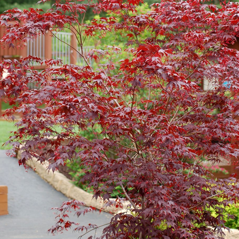 Клен веерный Бладгуд