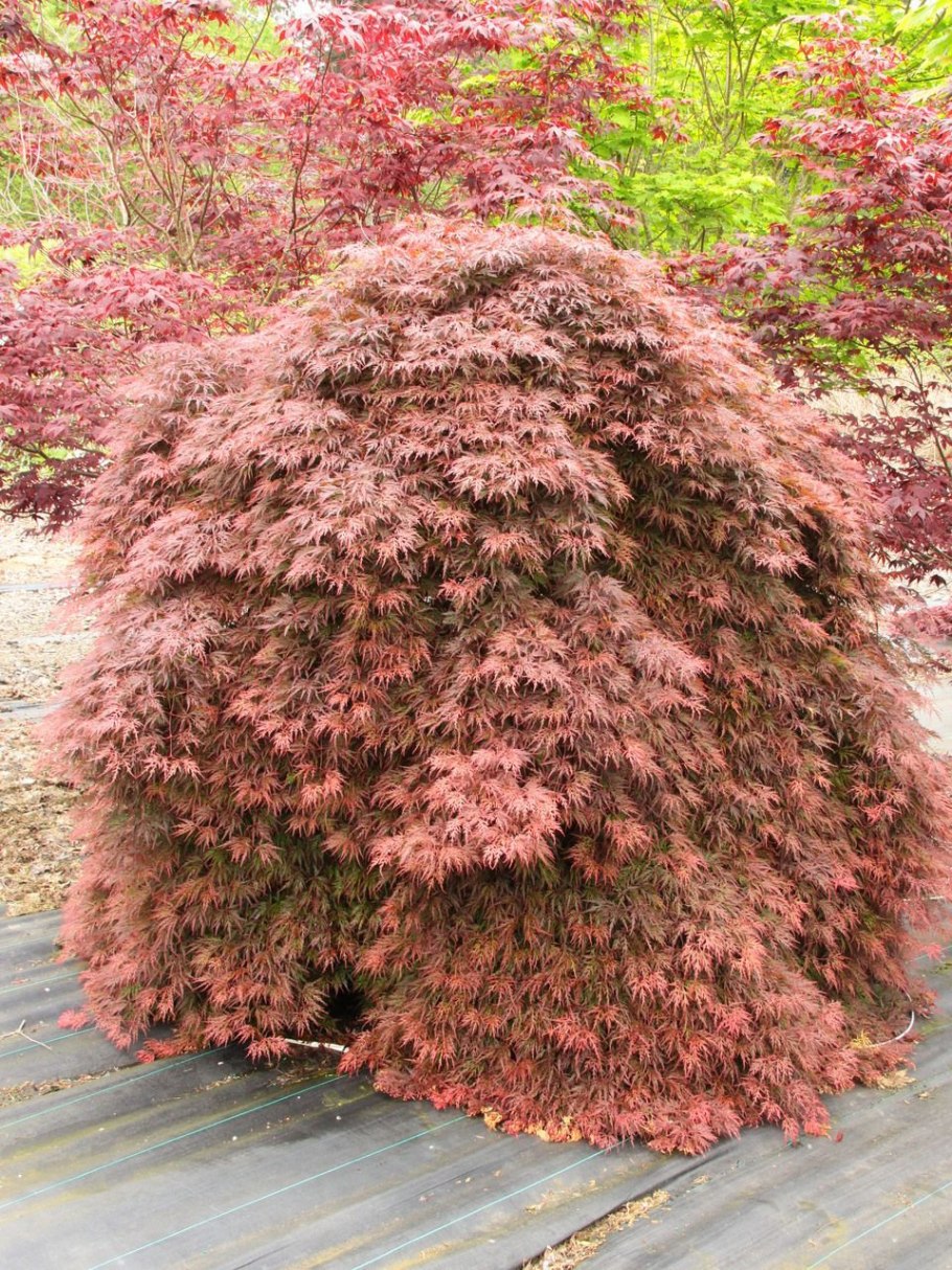 Клен дланевидный низкорослый