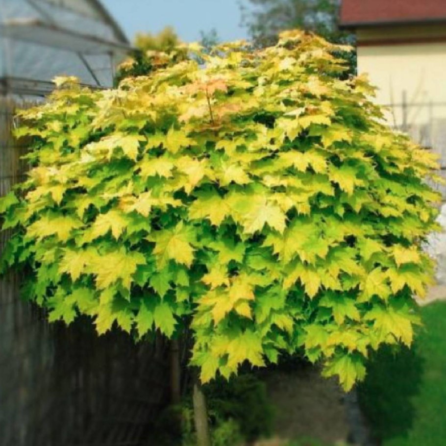Клен остролистный (Acer platanoides)