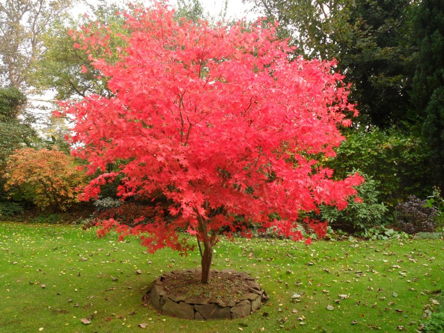 Acer palmatum Osakazuki