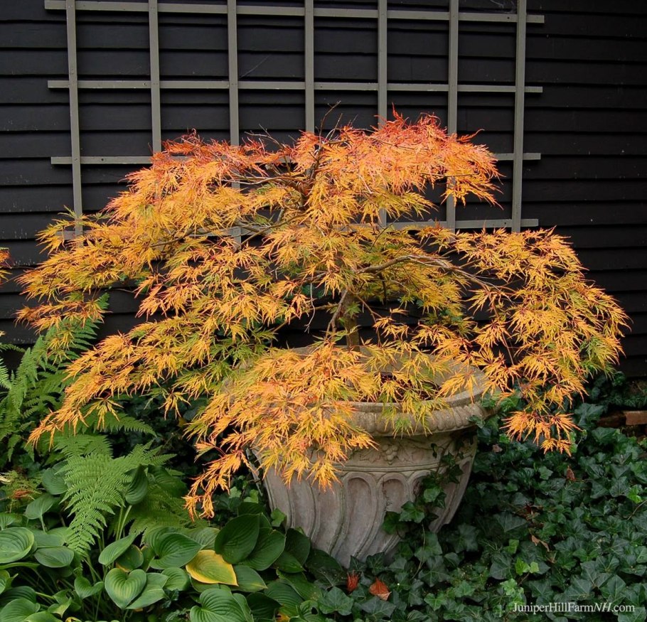 Японский остролистный клен