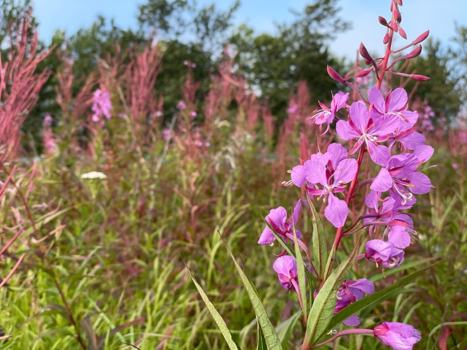 Кипрей Ямал