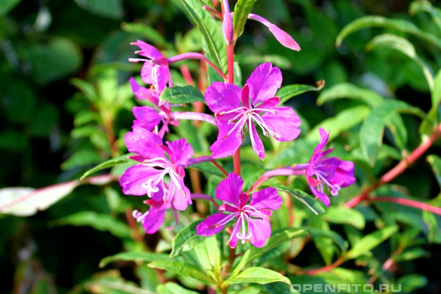 Копорский чай растение