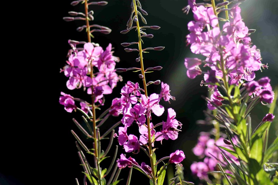 Иван-чай узколистный