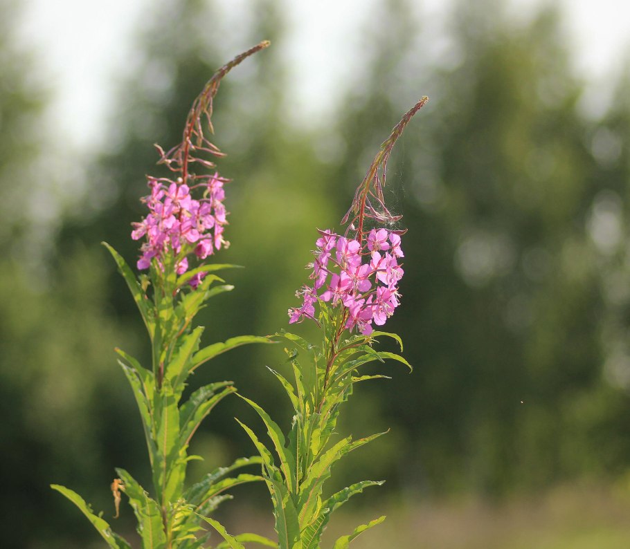 Кипрей узколистный пух