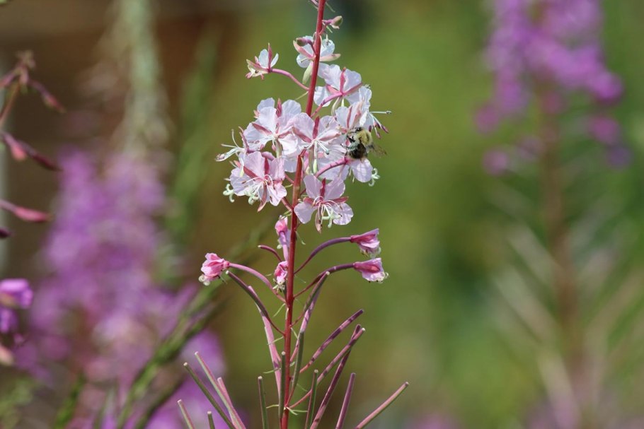 Кипрей остролистный