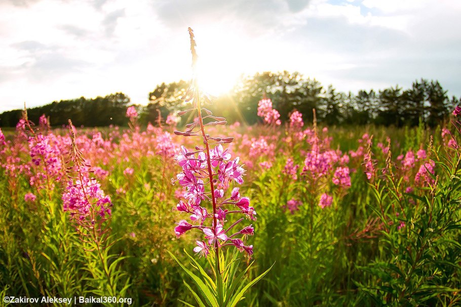 Поля Иван чая в Карелии