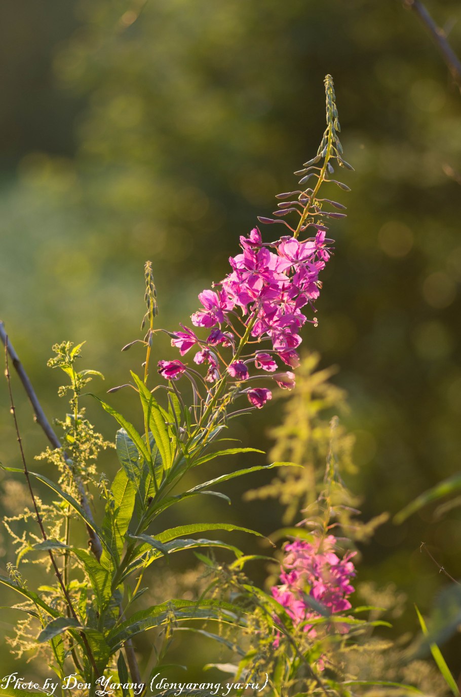 Иван-чай (кипрей)