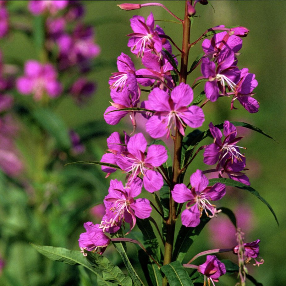 Кипрей узколистный лист