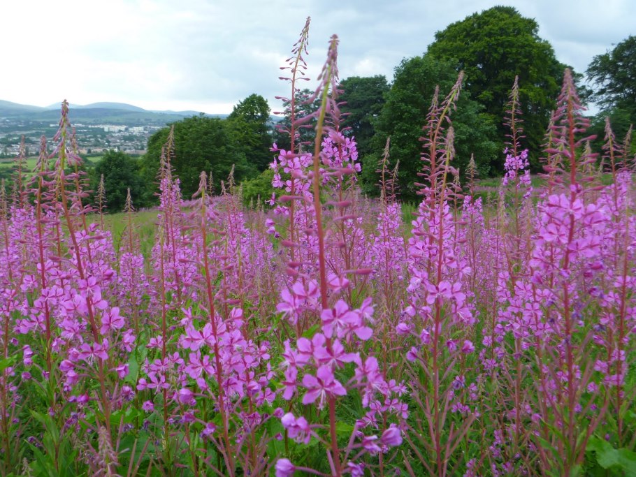 Кипрей узколистный Иван-чай