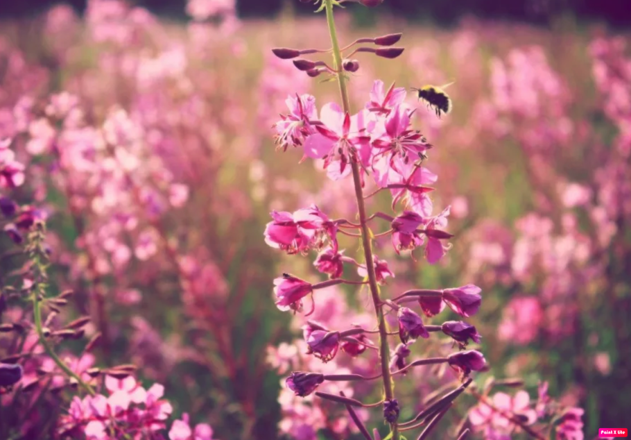 Иван чай "весенний"