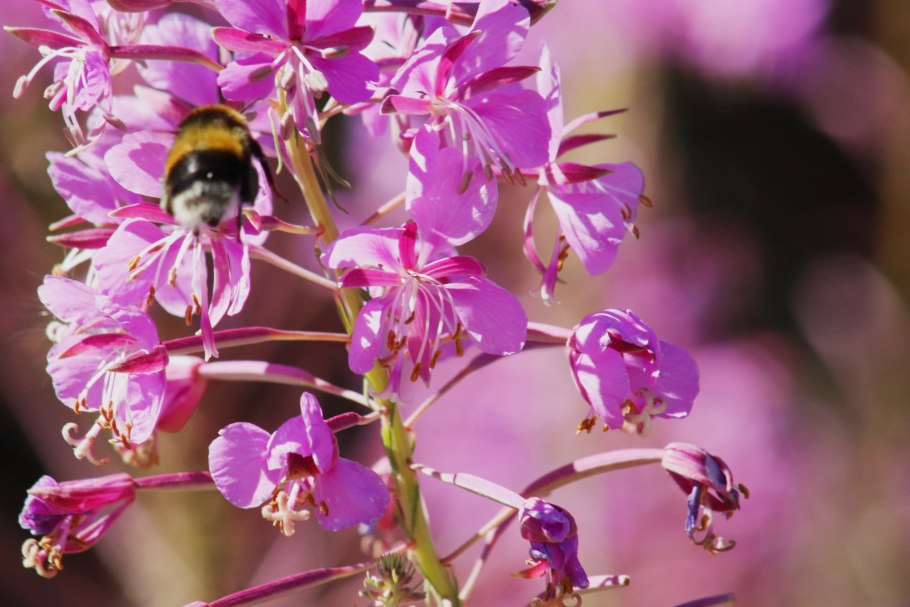 Кипрее ‘Stahl Rose