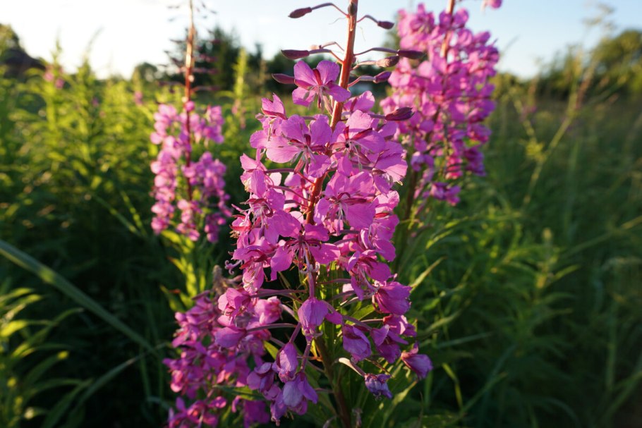 Иван-чай узколистный растения