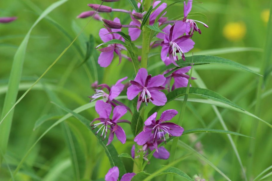 Иван-чай узколистный растения