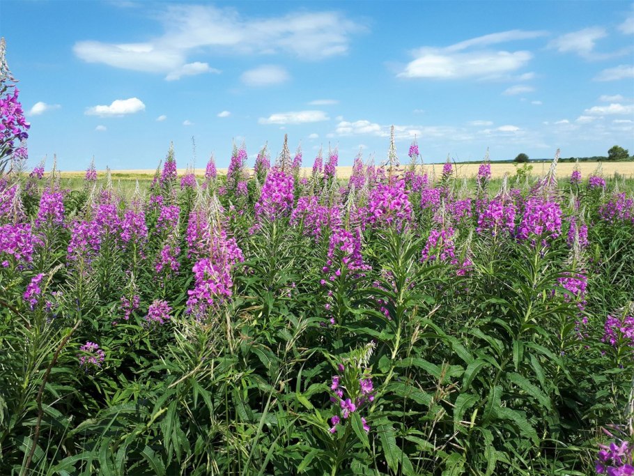 Кипрей Луговой