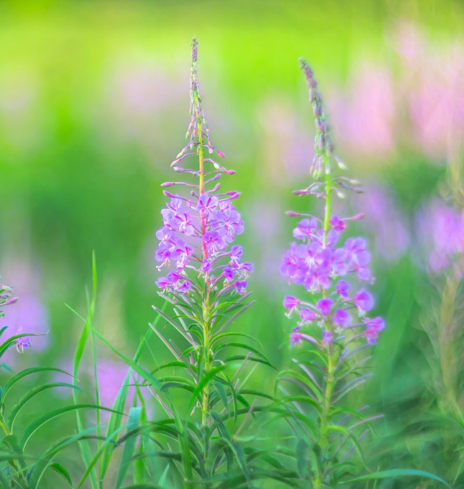 Кипрей Лесной