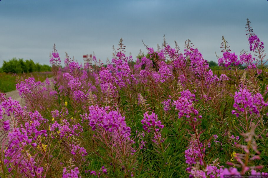 Кипрей Степной