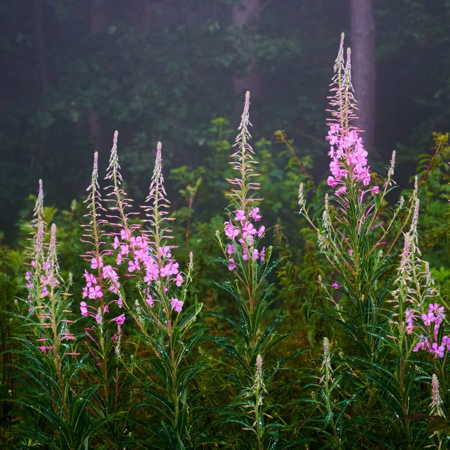 Кипрей узколистный Иван-чай Алсу