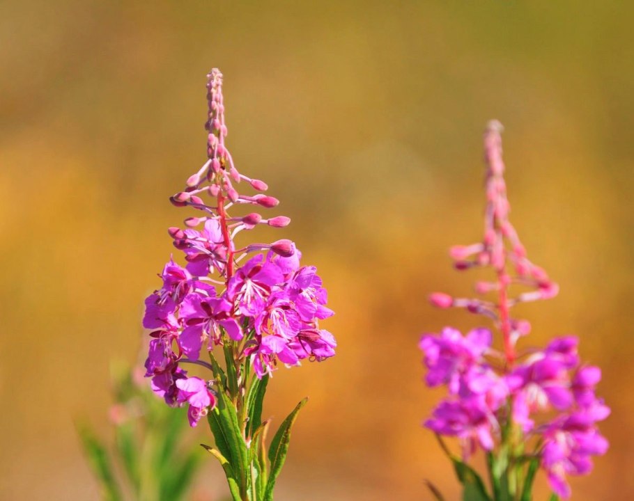 Кипрей узколистный