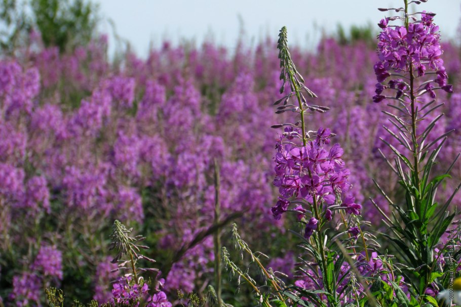 Кипрей Степной