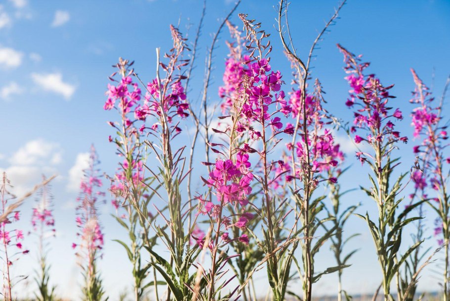 Иван чай растение