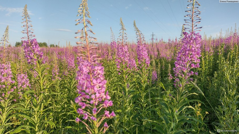 Кипрей наследие природы