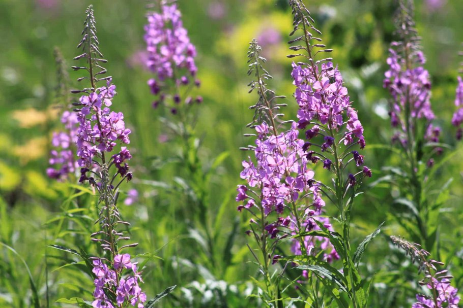 Иван чай соцветие