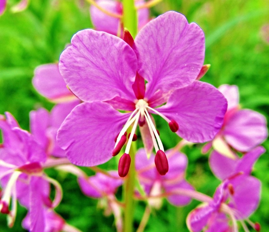 Иван чай цветок домашний цветок