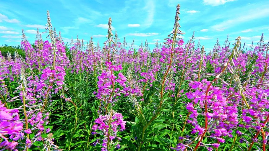 Иван чай ареал