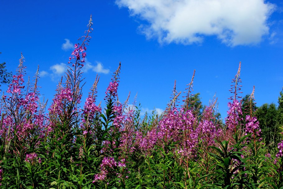 Кипрей узколистный