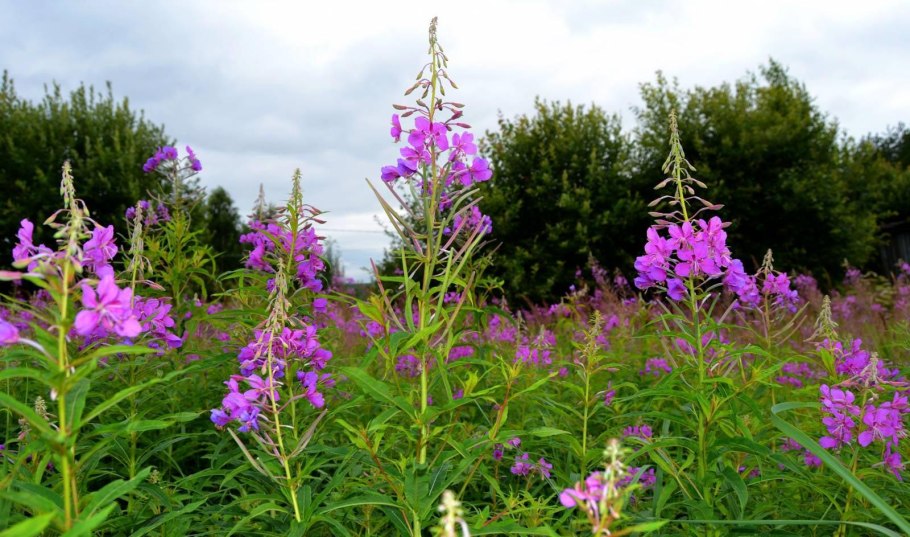 Иван чай растет в Питере