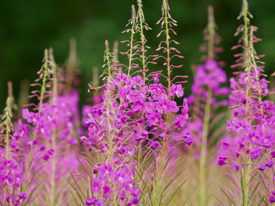 Иван-чай узколистный