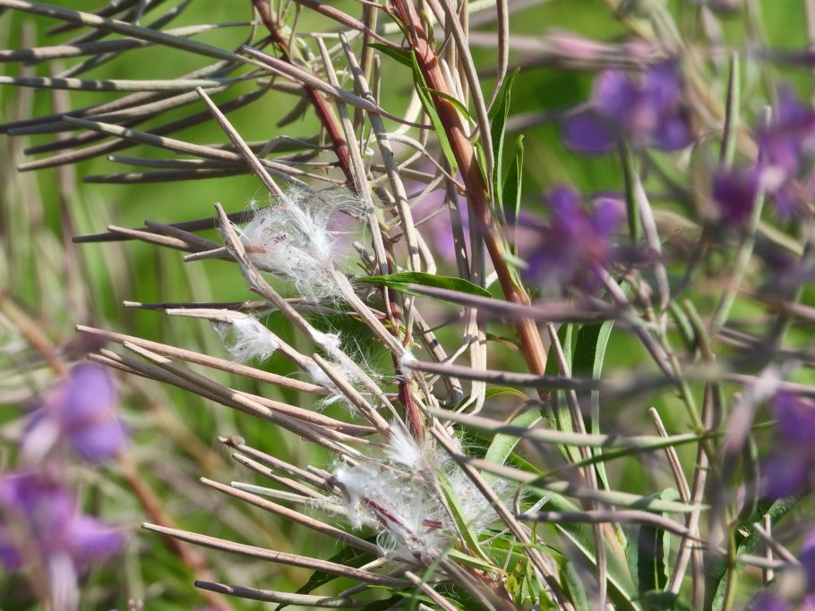 Иван чай фото крупным планом листья