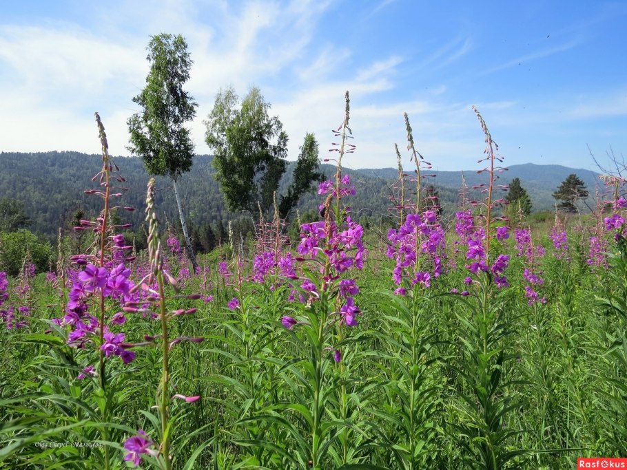 Иван чай кипрей на Кубани