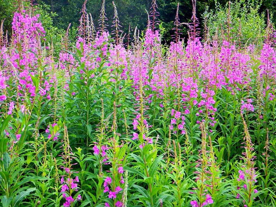 Кипрей Иван чай фото