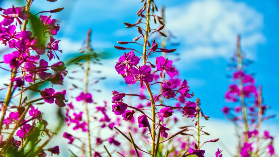 Иван-чай узколистный растения