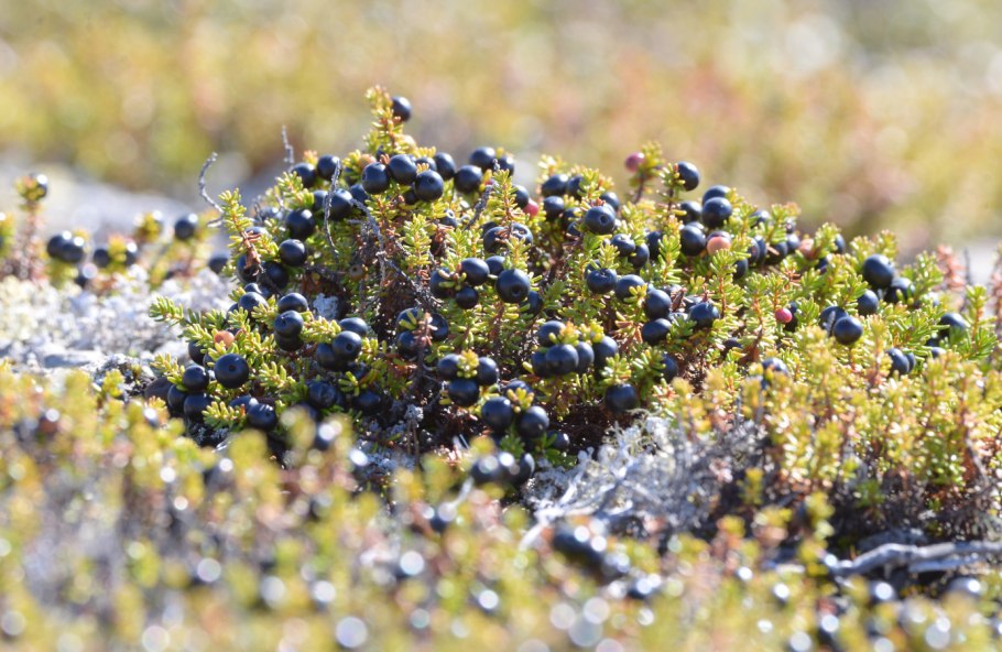 Шикша Алтайская