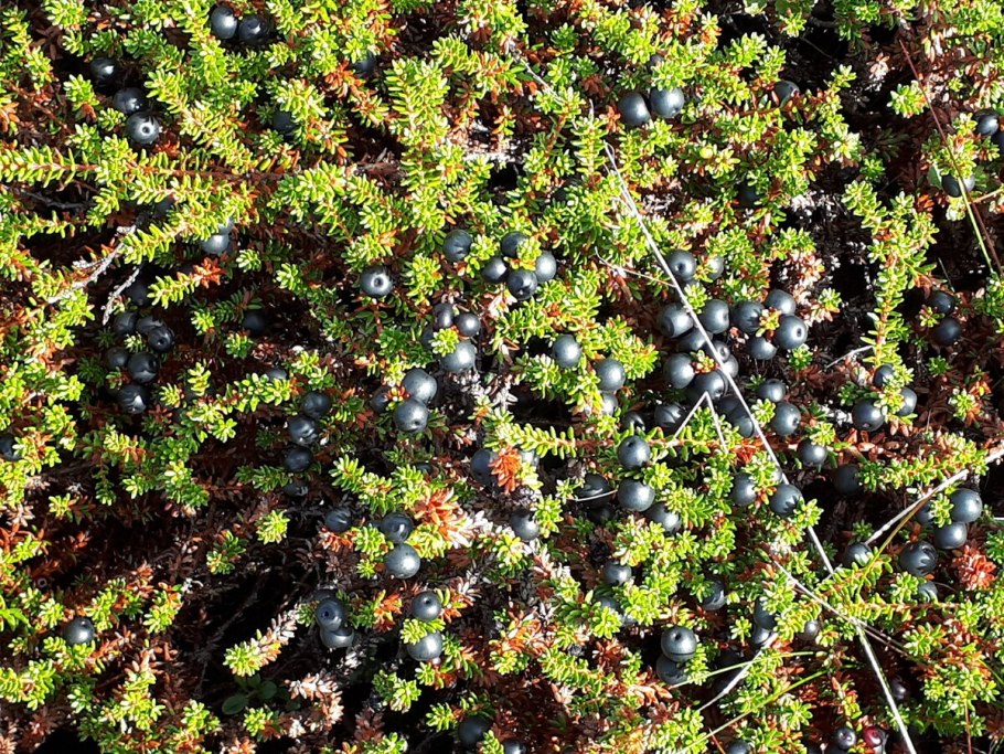 Шикша водяника Сибирская