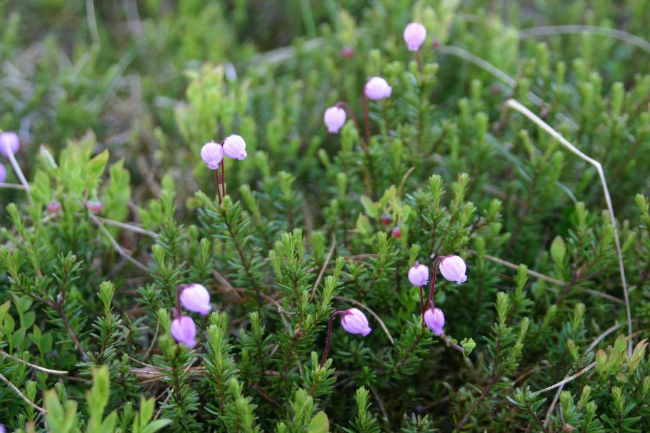 Шикша- водяника, вороника