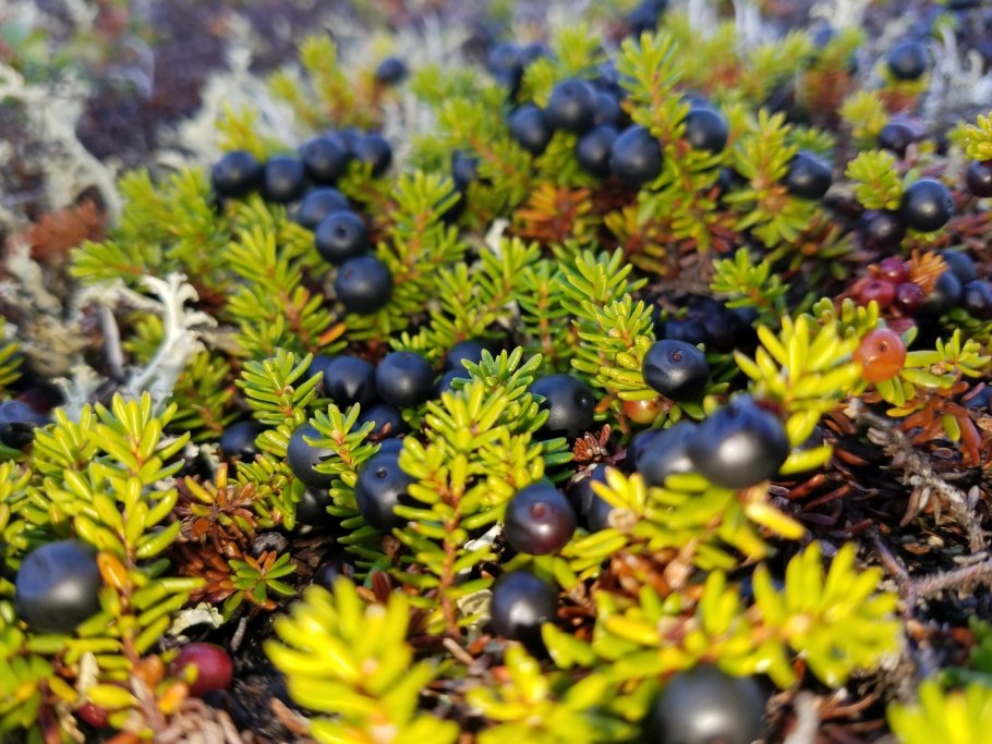 Шикша Болотная