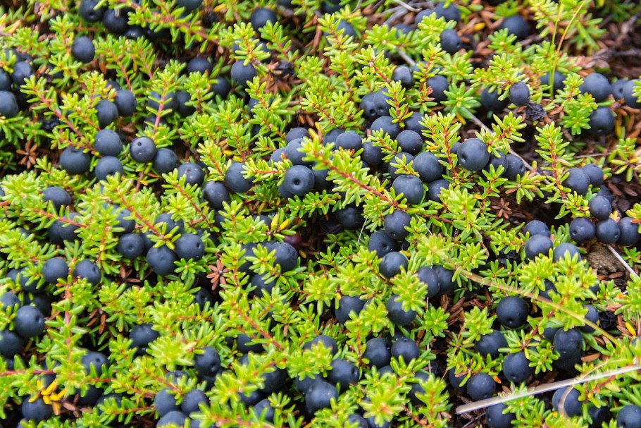 Шикша Сибирская трава