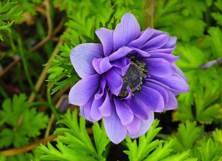 Анемона сильфид