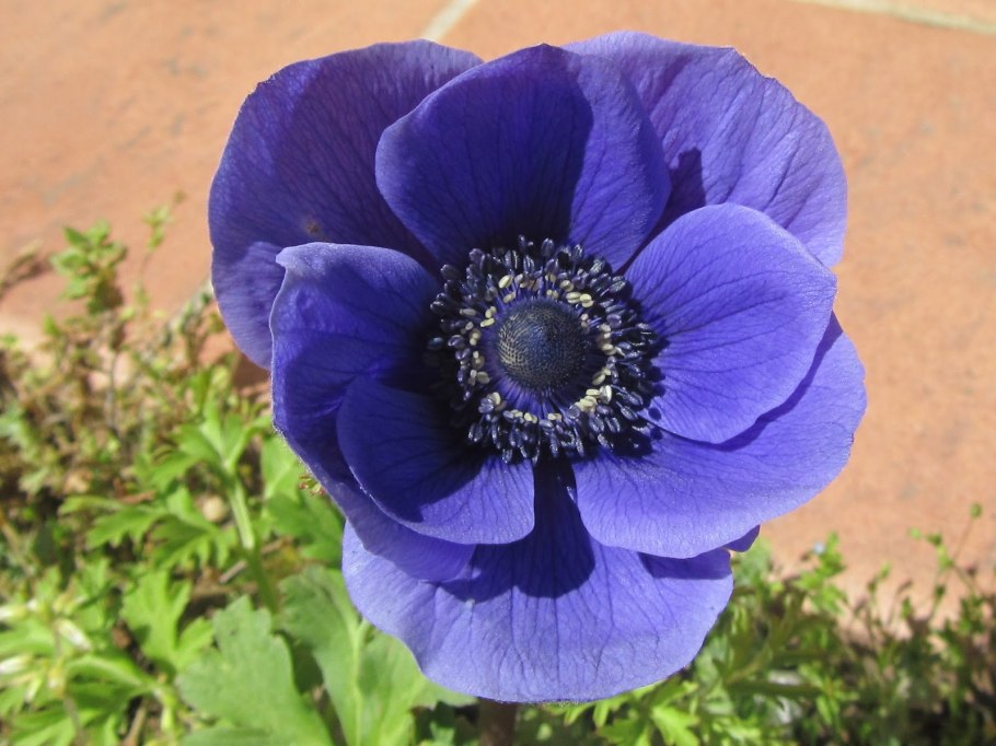 Анемона сильфид