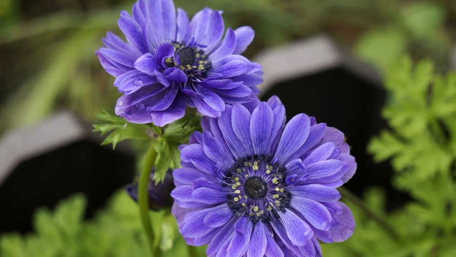 Анемона махровая Lord Lieutenant