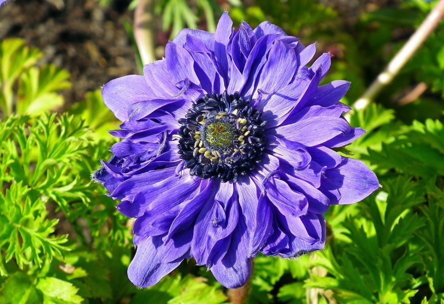 Анемона махровая Говернор