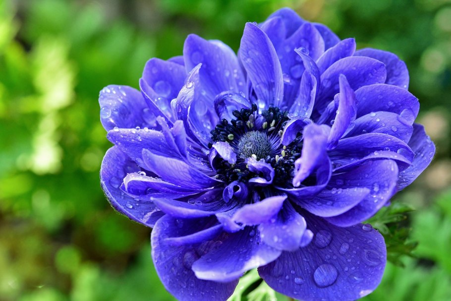 Анемона корончатая синяя