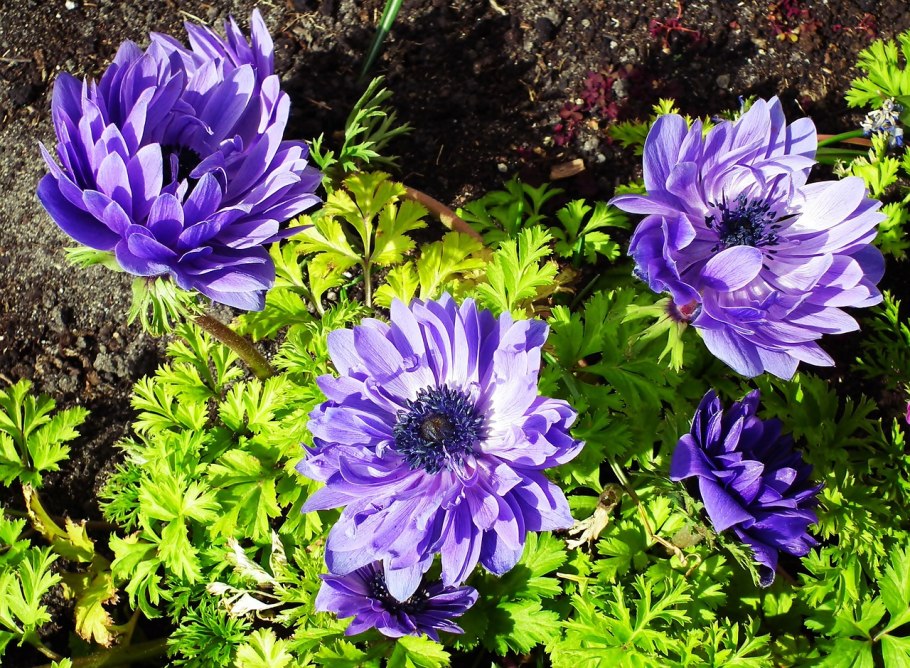 Анемона многолетняя махровая