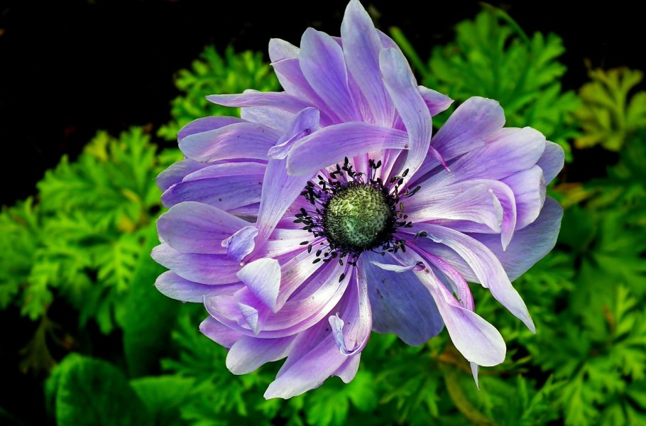 Анемона Говернор