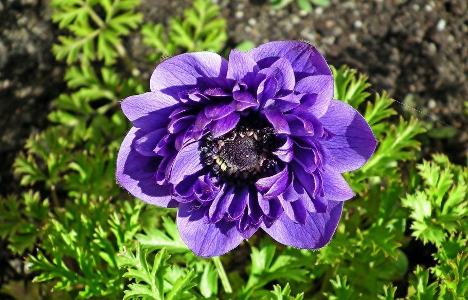 Анемон Тайгер